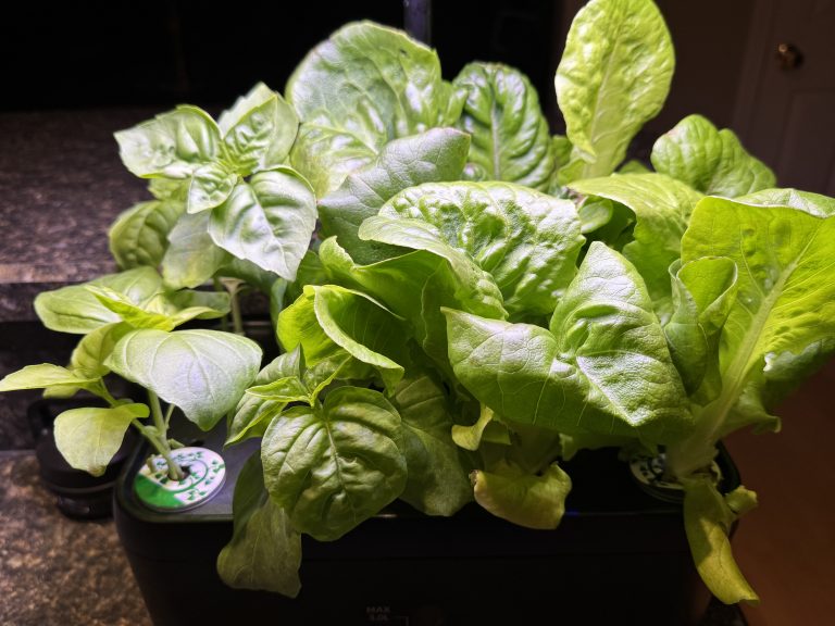 bib lettuce @ 4 weeks