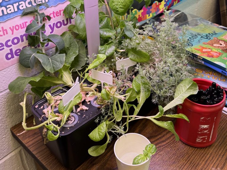 growing plants to seed