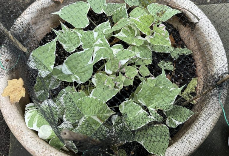 Even in a pot our on the patio.